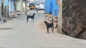 ಗೋಕಾಕ:ನಗರಸಭೆ ಅಧಿಕಾರಿಗಳ ನಿರ್ಲಕ್ಷ್ಯ : ಬೀದಿ ನಾಯಿಗಳ ಉಪಟಳಕ್ಕೆ ಗೋಕಾಕ ಜನ ಕಂಗಾಲು